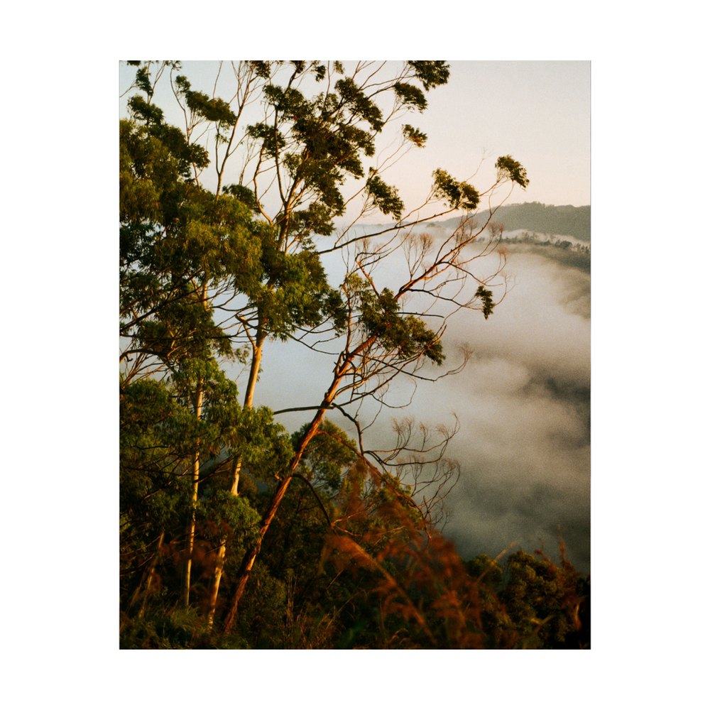 Mountain Trees At Sunrise Print