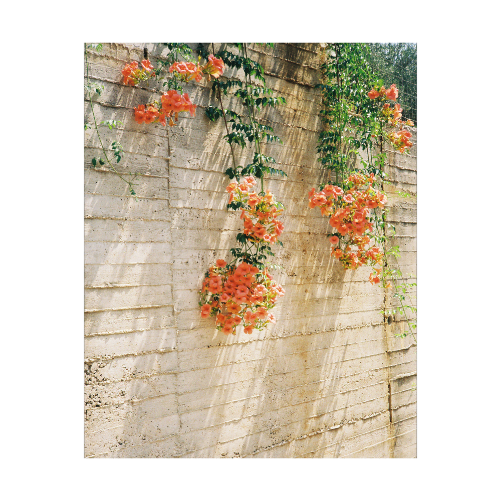 Trumpet Creepers Print