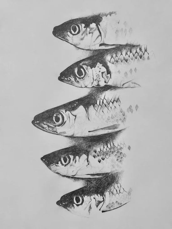 Fish Pencil Drawing