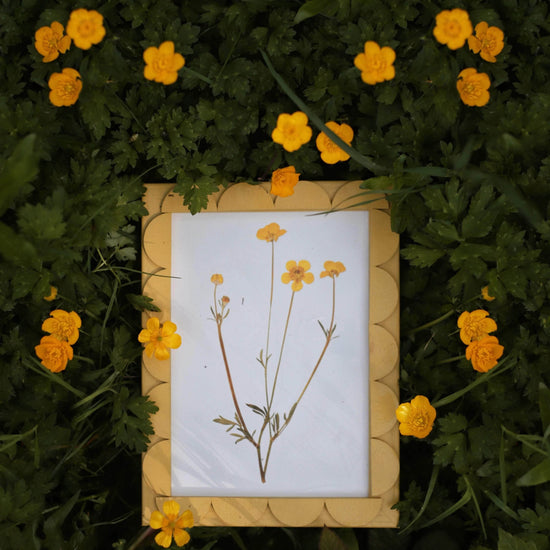 Citrine Stained Scallop Frame