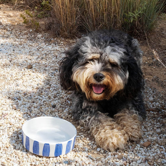 Blue Stripes Dog Bowl