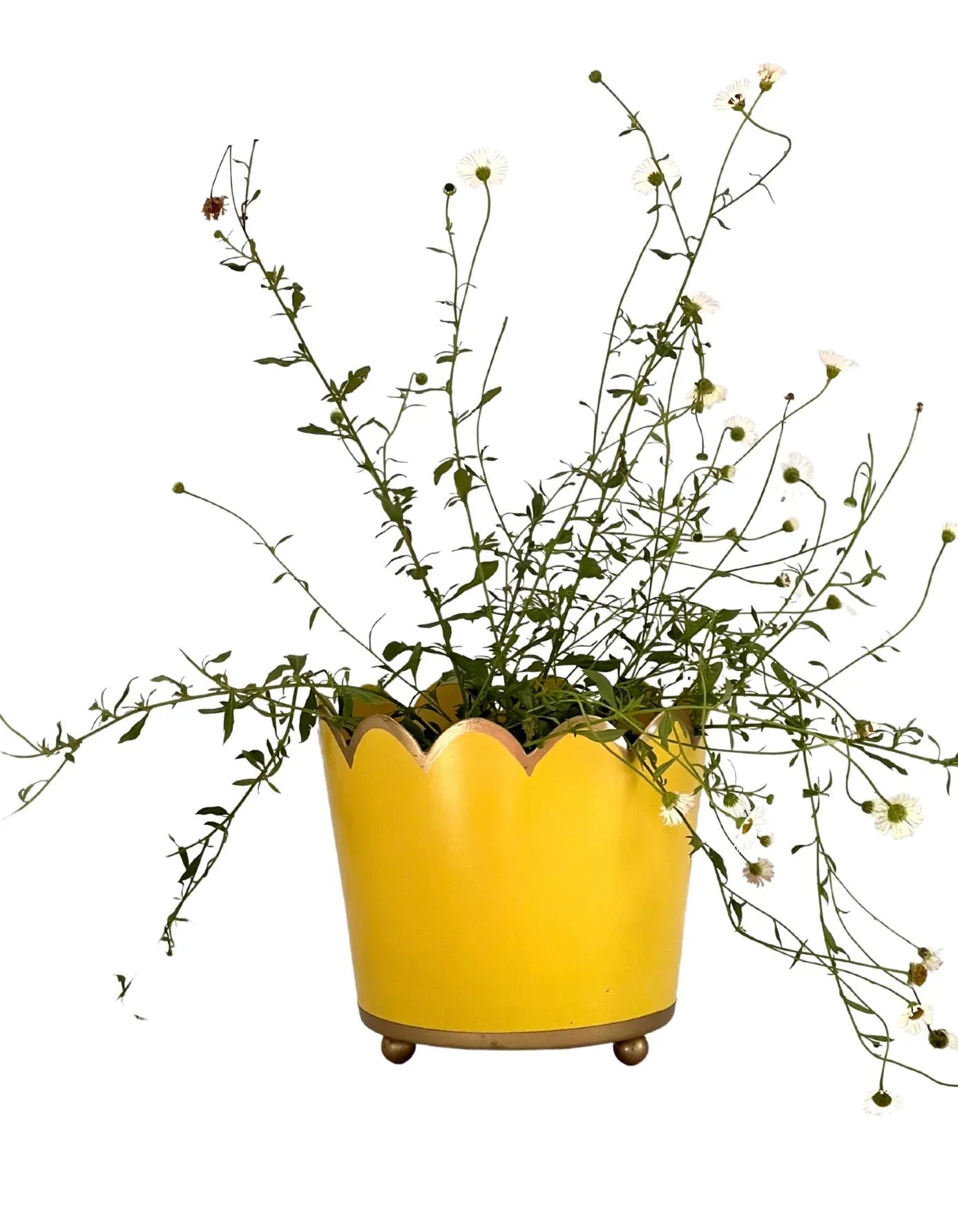 Scalloped Planter Small - Sunshine Yellow