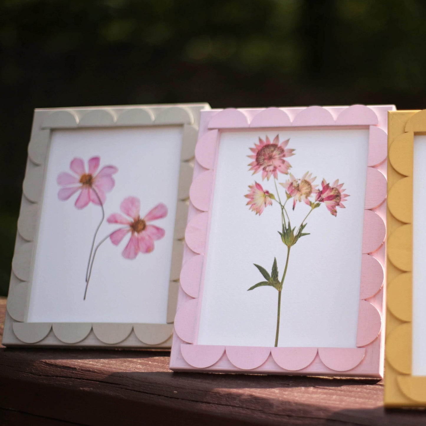 Peony Stained Scallop Frame