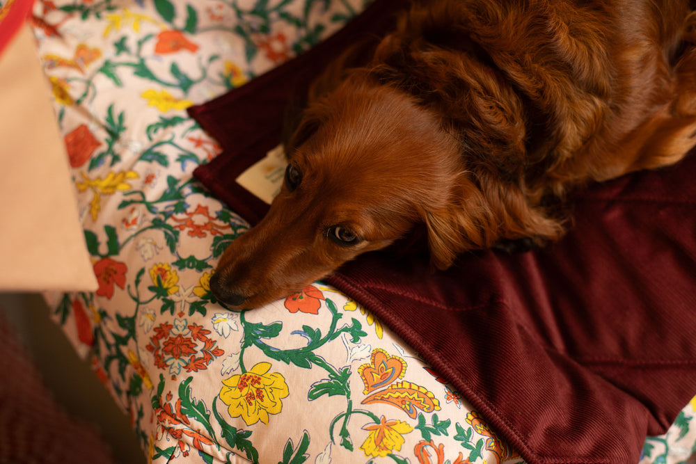 Dog Blanket