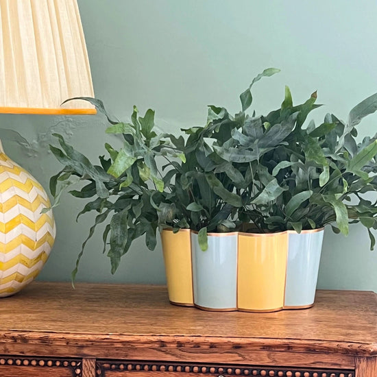 Rounded Scalloped Planter Large - Soft Yellow and Powder Blue - Striped