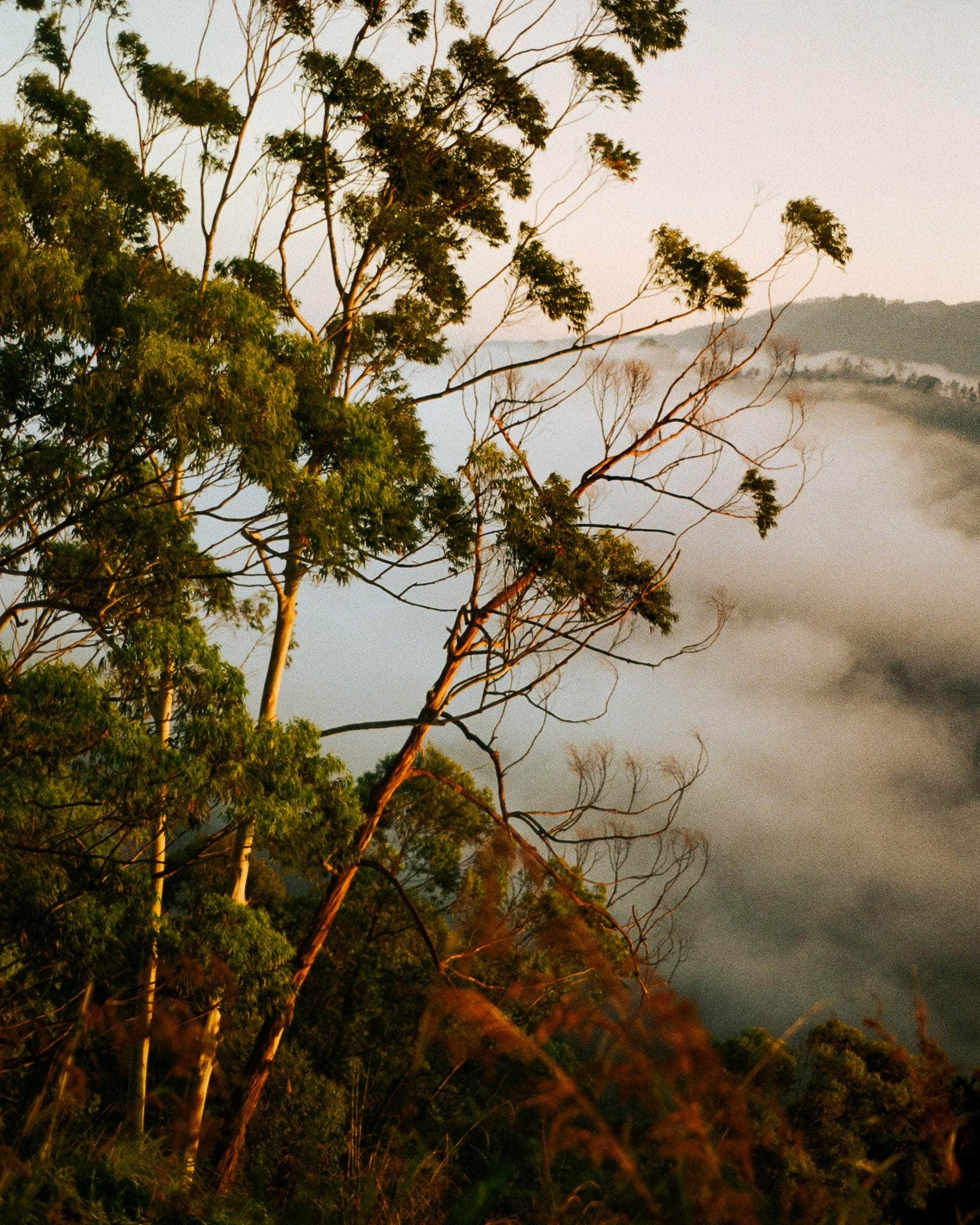 Mountain Trees At Sunrise Print